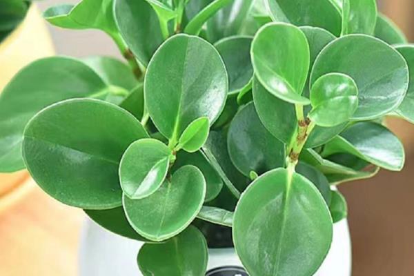 豆瓣绿怎么养，一定要定期施肥