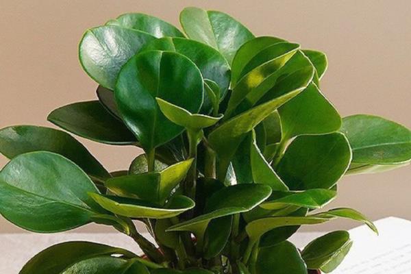 豆瓣绿怎么养，一定要定期施肥