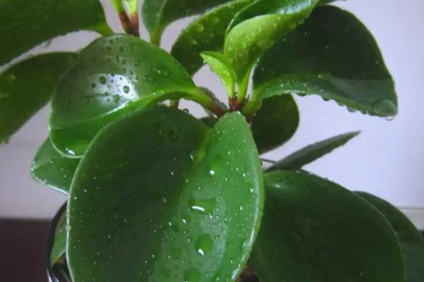 豆瓣绿怎么养，一定要定期施肥