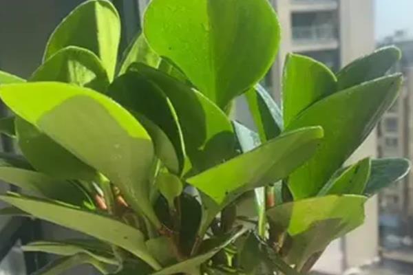 豆瓣绿怎么养，一定要定期施肥