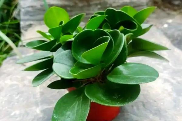 豆瓣绿怎么养，一定要定期施肥