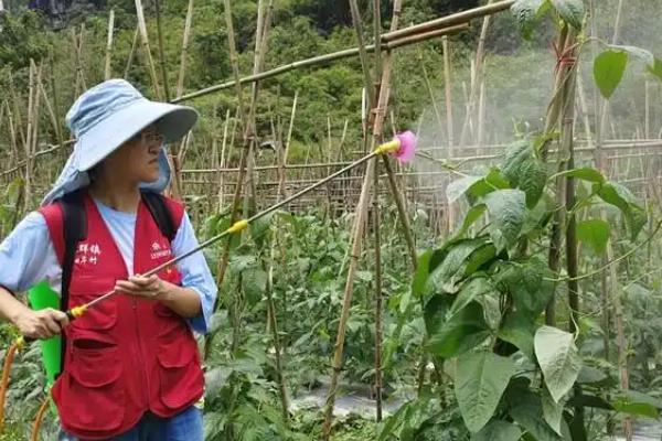 豆角长斑的原因,是豆角角斑病引起的