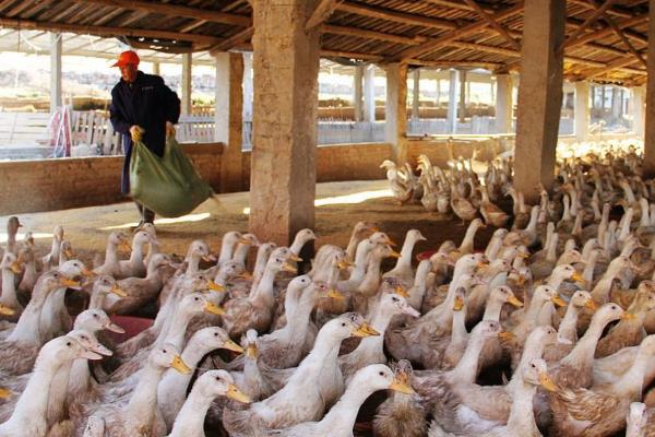 养鸭子的注意事项，每天都要通风换气