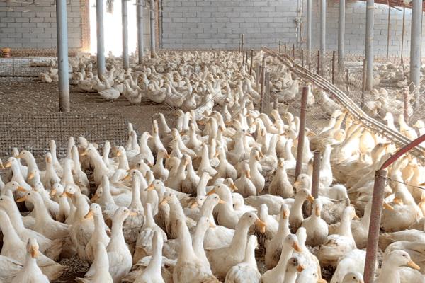 养鸭子的注意事项，每天都要通风换气