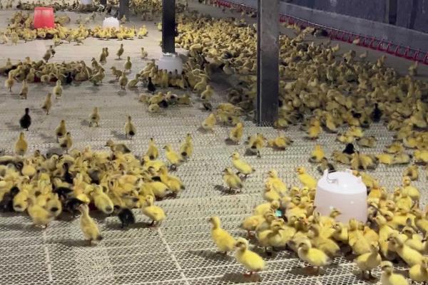 养鸭子的注意事项，每天都要通风换气