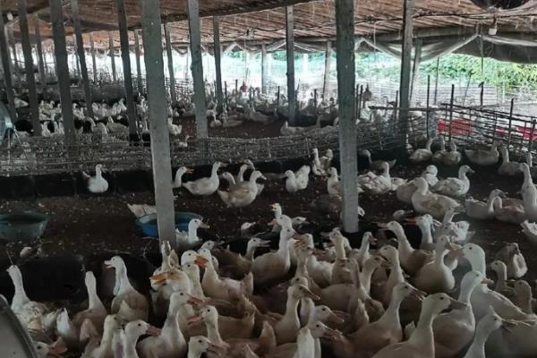 养鸭子的注意事项，每天都要通风换气