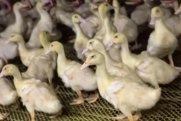 养鸭子的注意事项，每天都要通风换气