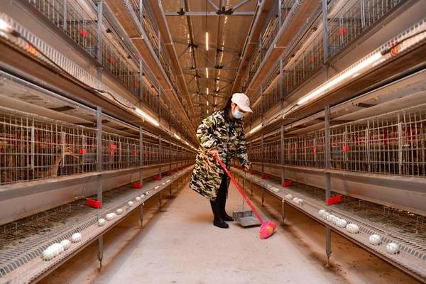 养鸭子的注意事项，每天都要通风换气