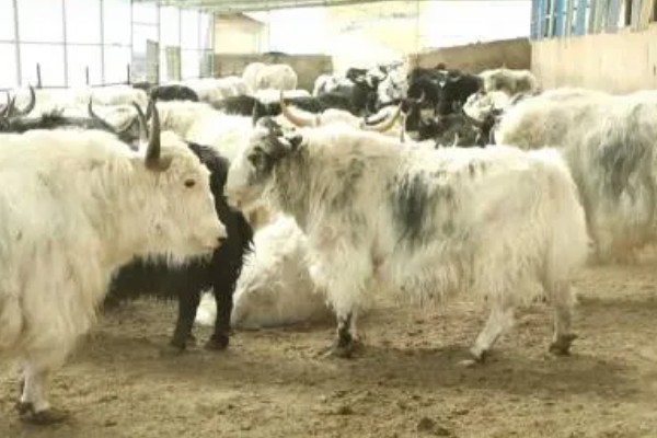 牦牛的养殖注意事项，日常一定要注意牛舍的湿润度