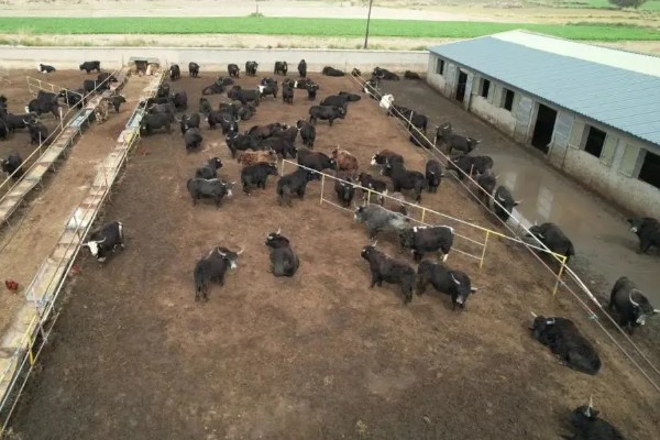 牦牛的养殖注意事项，日常一定要注意牛舍的湿润度