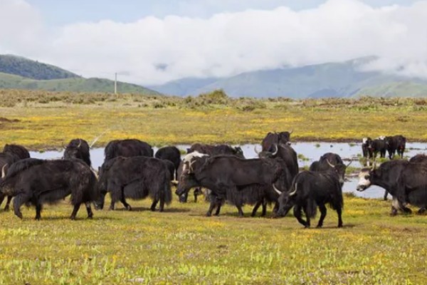 牦牛的养殖注意事项，日常一定要注意牛舍的湿润度