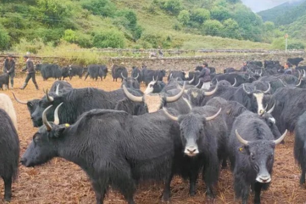 牦牛的养殖注意事项，日常一定要注意牛舍的湿润度