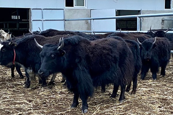 牦牛的养殖注意事项，日常一定要注意牛舍的湿润度