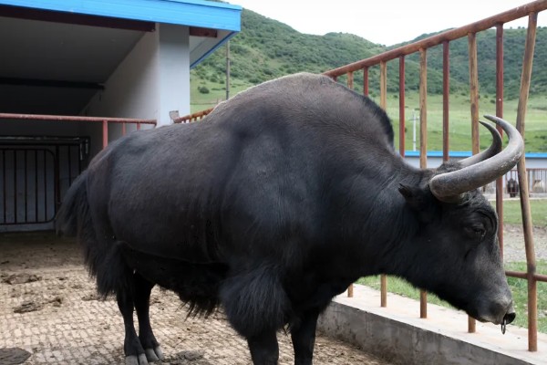 牦牛的养殖注意事项，日常一定要注意牛舍的湿润度