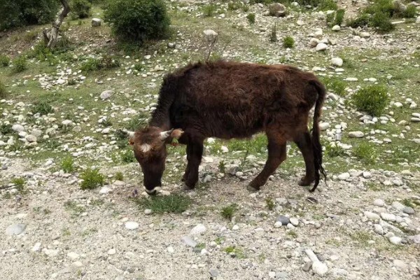 牦牛的养殖注意事项，日常一定要注意牛舍的湿润度