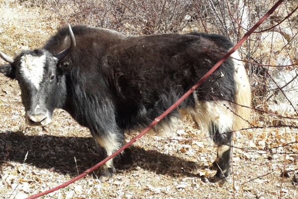 牦牛的养殖注意事项，日常一定要注意牛舍的湿润度