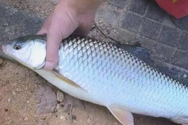 土鲮鱼和麦鲮鱼的区别，来源和形态均不同