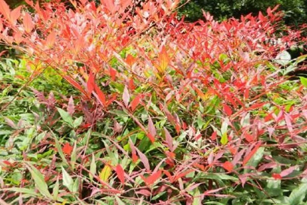 南天竹的耐寒温度，可以忍耐-10℃的低温