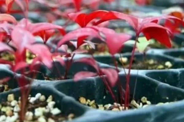 南天竹的耐寒温度，可以忍耐-10℃的低温