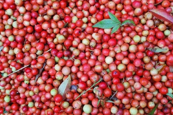 南天竹的耐寒温度，可以忍耐-10℃的低温