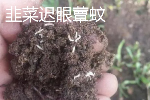 韭菜的虫害有哪些，有韭菜迟眼蕈蚊、蝼蛄等