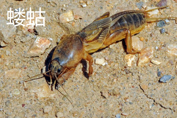 韭菜的虫害有哪些，有韭菜迟眼蕈蚊、蝼蛄等