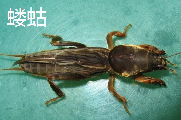 韭菜的虫害有哪些，有韭菜迟眼蕈蚊、蝼蛄等