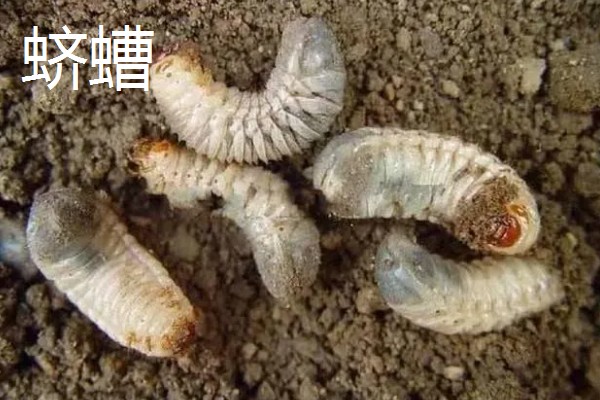 韭菜的虫害有哪些，有韭菜迟眼蕈蚊、蝼蛄等