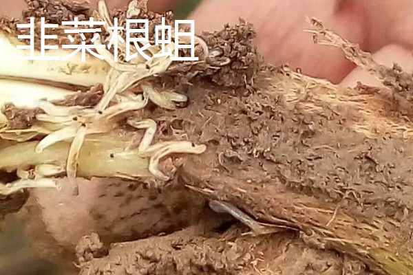 韭菜的虫害有哪些，有韭菜迟眼蕈蚊、蝼蛄等