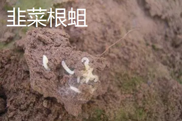 韭菜的虫害有哪些，有韭菜迟眼蕈蚊、蝼蛄等