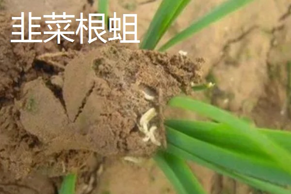 韭菜的虫害有哪些，有韭菜迟眼蕈蚊、蝼蛄等