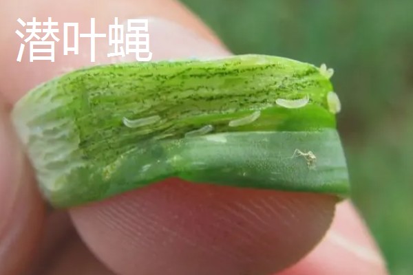韭菜的虫害有哪些，有韭菜迟眼蕈蚊、蝼蛄等
