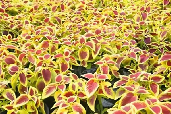 彩叶草的施肥方法，氮肥每隔15-20天施一次