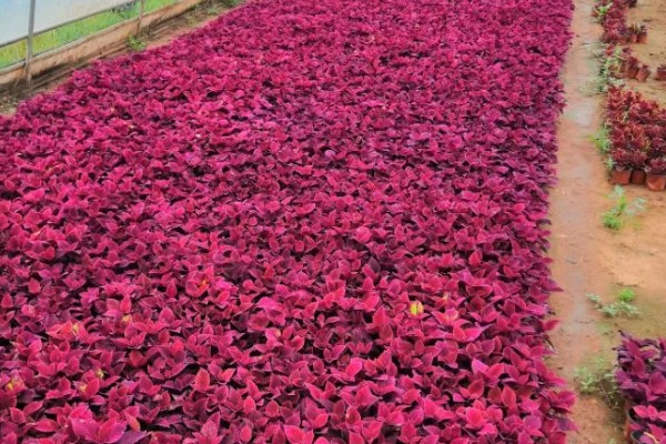 彩叶草的施肥方法，氮肥每隔15-20天施一次