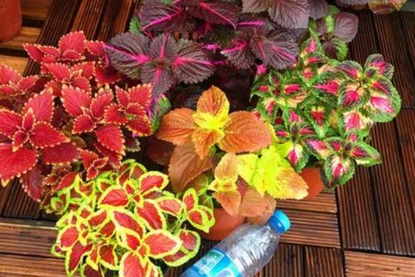 彩叶草的施肥方法，氮肥每隔15-20天施一次