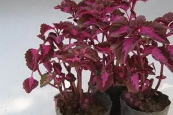 彩叶草的施肥方法，氮肥每隔15-20天施一次