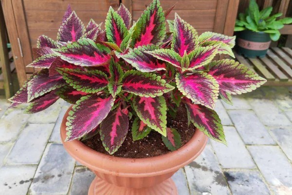 彩叶草的施肥方法，氮肥每隔15-20天施一次