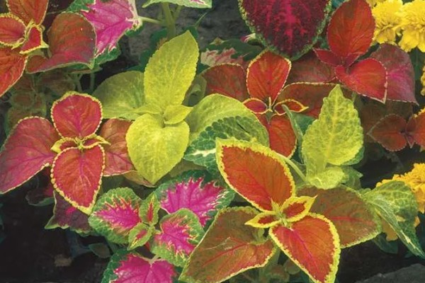 彩叶草的施肥方法，氮肥每隔15-20天施一次