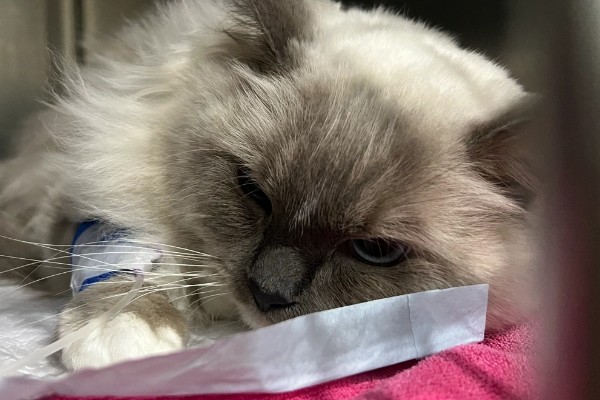 猫咪胰腺炎的原因，可能是寄生虫堵塞胰腺导管导致