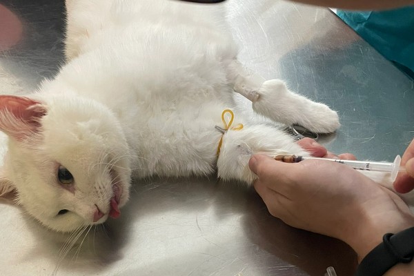 猫咪胰腺炎的原因，可能是寄生虫堵塞胰腺导管导致