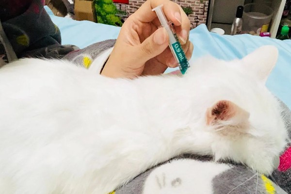 猫咪胰腺炎的原因，可能是寄生虫堵塞胰腺导管导致