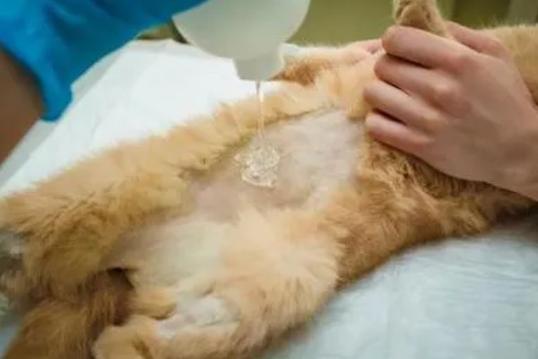 猫咪胰腺炎的原因，可能是寄生虫堵塞胰腺导管导致