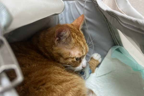 猫咪胰腺炎的原因，可能是寄生虫堵塞胰腺导管导致