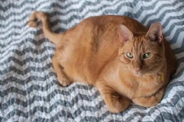 猫咪胰腺炎的原因，可能是寄生虫堵塞胰腺导管导致