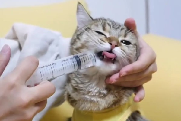 猫咪胰腺炎的原因，可能是寄生虫堵塞胰腺导管导致