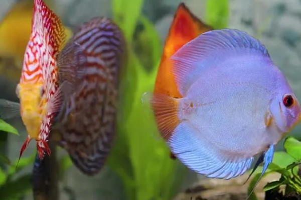 七彩神仙鱼多大开始发色，在3-4个月左右就开始