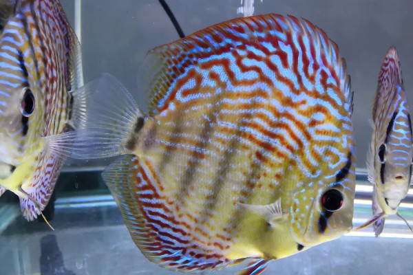 七彩神仙鱼多大开始发色，在3-4个月左右就开始