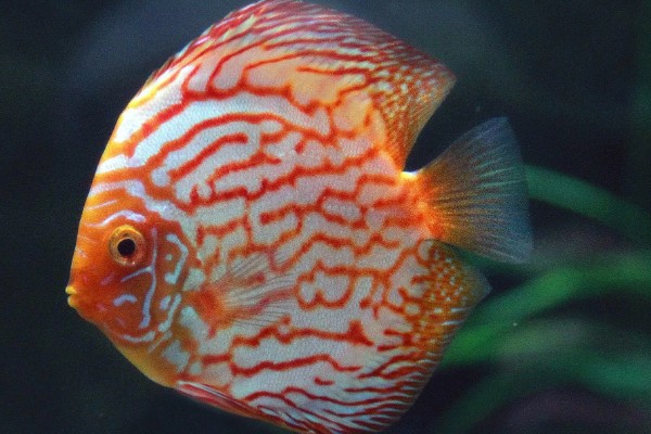 七彩神仙鱼多大开始发色，在3-4个月左右就开始