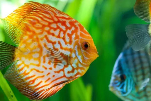 七彩神仙鱼多大开始发色，在3-4个月左右就开始