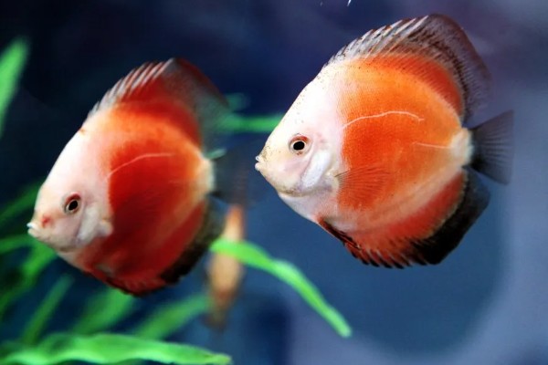 七彩神仙鱼多大开始发色，在3-4个月左右就开始